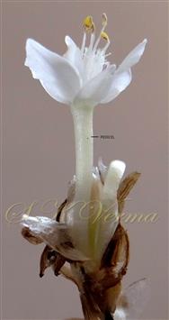  Pedicellate flower
